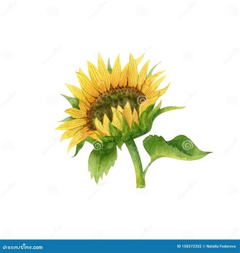 Watercolor Sunflower with Green Leaves Isolated on White Background ...