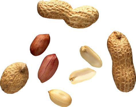Peanut PNG transparent image download, size: 2694x2124px