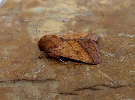 Event Report: Moth Morning 17th June 2023 – Butterfly Conservation Ireland