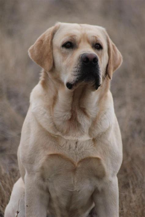 What Is A English Labrador