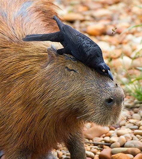 Pin by пупсигëрл🦋🦋🦋🦋😍 on Ваши пины | Capybara, Animals, Cute animal videos