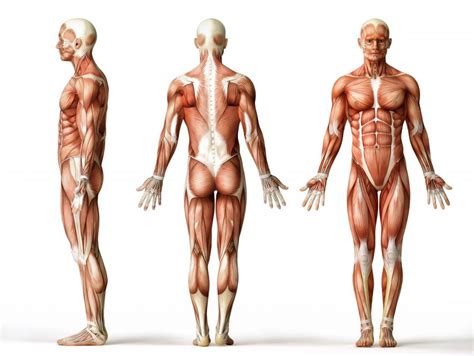 How Many Muscles are There in the Human Body? (with pictures)