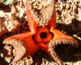 Hydnora africana | PlantZAfrica