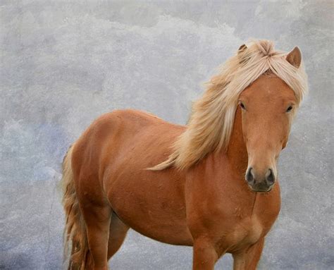 Majestic Icelandic Horse