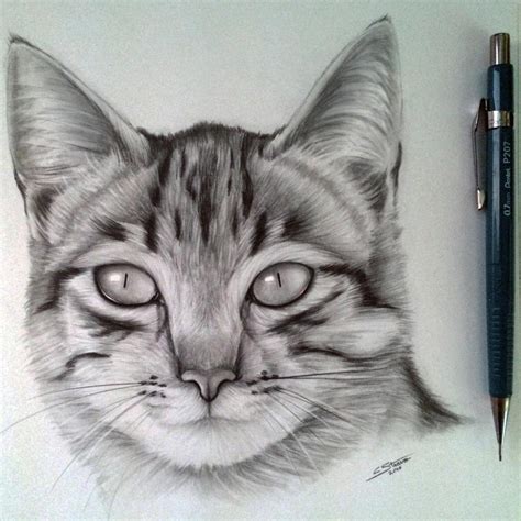 pin  jacynthe bilodeau  chat realistic cat drawing cat drawing cats art drawing