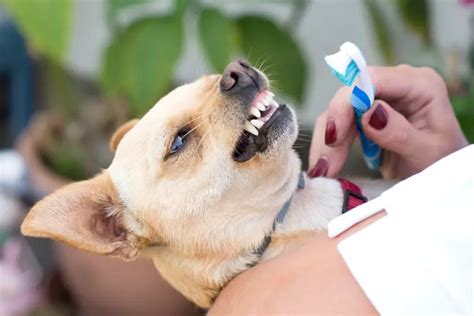 The 10 Best Deshedding Brush For Golden Retriever