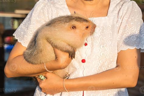 Bamboo rat is a rodent that lives underground or in tree holes. It has