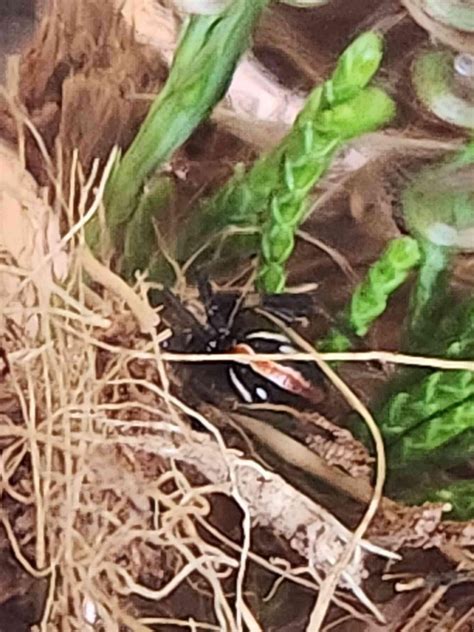 We found this gorgeous lady. Is she some type of Widow? I’ve never seen