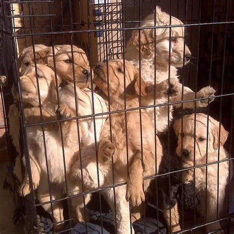 Ending Puppy Mills: Why They Should Be Illegal - Hunter Games Magazine