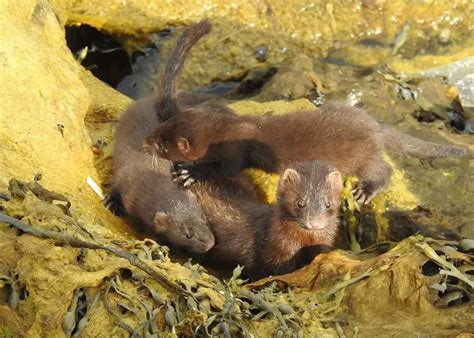 American Mink - Facts, Diet, Habitat & Pictures on Animalia.bio