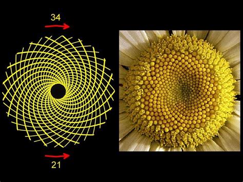 Fibonacci Sequence. 34/21 | Golden ratio in nature, Spirals in nature ...