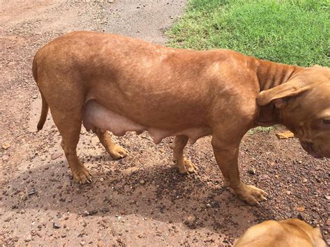 Sarcoptic Mange Pitbull