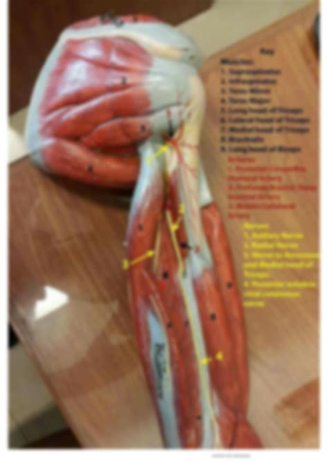 SOLUTION: Upper limb ospe materials - Studypool