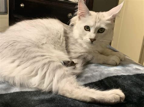 Smokie Okie Maine Coons - Maine Coon Finder