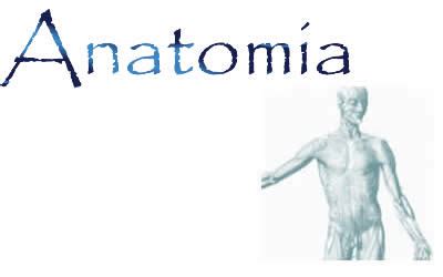 Articoli anatomia dei muscoli