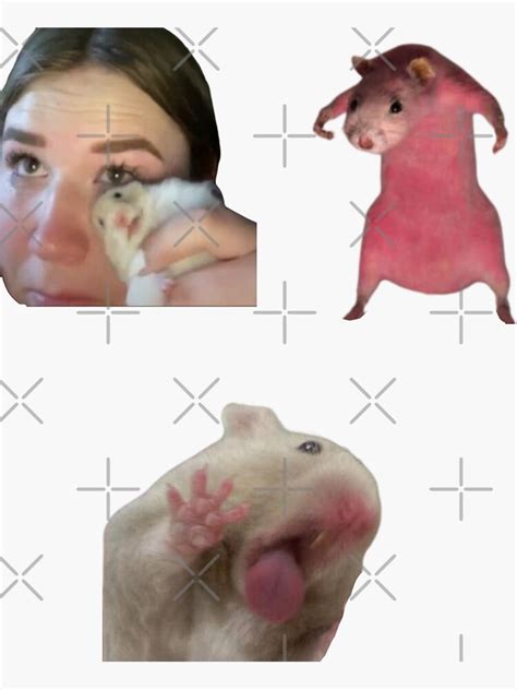 "Hamster meme pack angry and screaming hamster" Sticker for Sale by ...