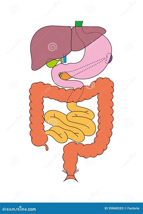De Interne Organen Van Het Menselijke Lichaam Stock Illustratie ...