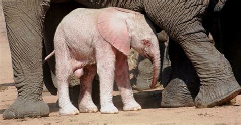 Rare Baby Albino Elephant Spotted by Tourists in Kruger National Park