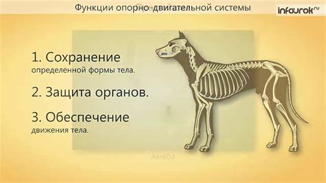 47 Опорно двигательная система животных - YouTube
