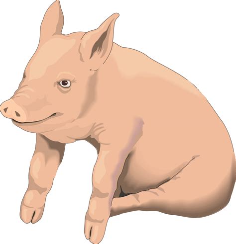 Pig Livestock - pig png download - 500*500 - Free Transparent Pig png ...