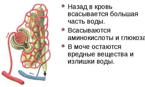 Нирки: розташування, будова, функції та роль в організмі людини