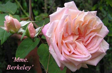 Pin by Валентина on розы3 | Hybrid tea roses, Rose, Garden