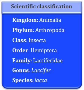 Lac Culture: Distribution of Lac, Lac culture in India and Lac Insect ...