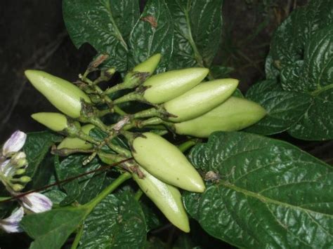 Пепіно (Solanum muricatum) - форум-виноград