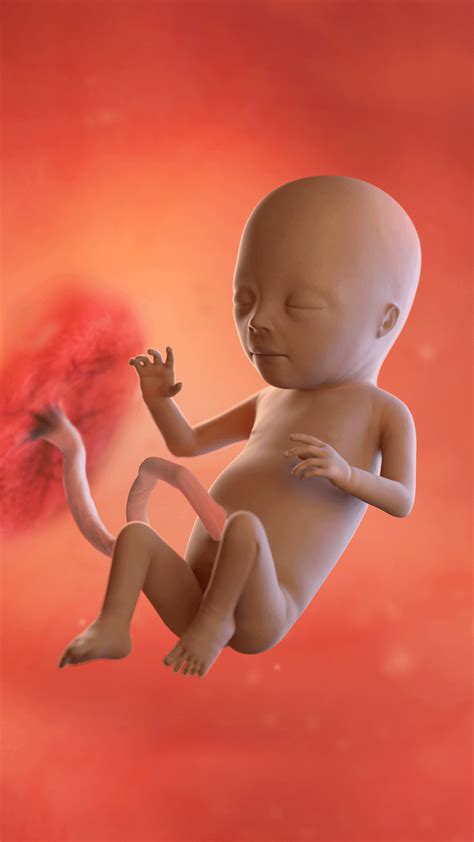 weeks pregnant babycenter