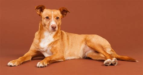 Andalusian Hound Dog Breed Information & Facts | Puplore