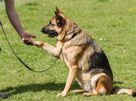 Agility Training — Atlanta Dog Trainer