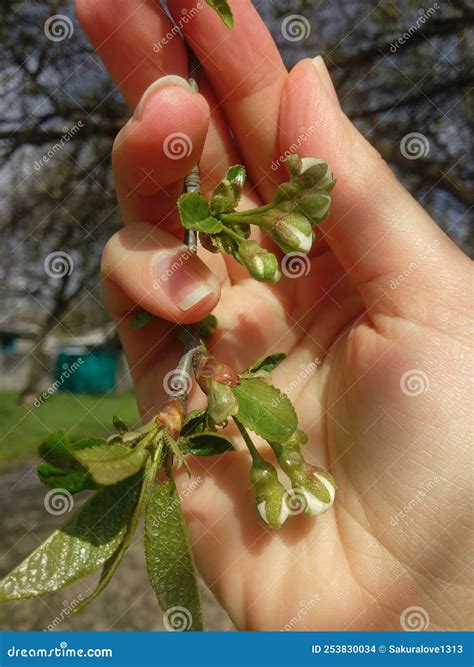 Mains Humaines Tenir Vert Petite Plante Nouveau Concept De Vie. Photo