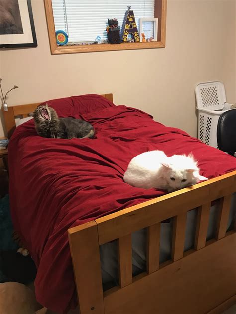 I offer cats. : r/The8BitRyanReddit