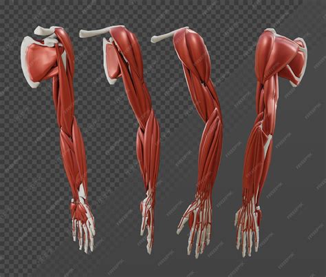 Premium PSD | 3d rendering anatomy of human body parts arm muscles and