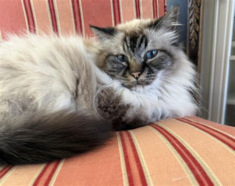Barkers Pet Sitting Service | Charlottesville VA