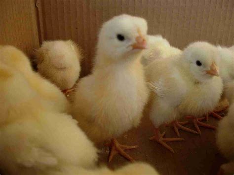 baby animals  wordpress