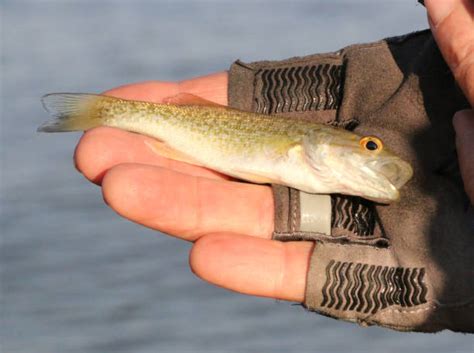 260+ Smallmouth Bass Lures Stock Photos, Pictures & Royalty-Free Images ...
