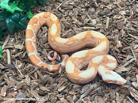 Sunglow het Blood Leopard – imperatormorphs