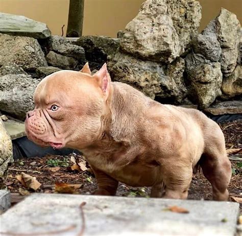 Micro Bully: The Miniature American Bully Breed Guide