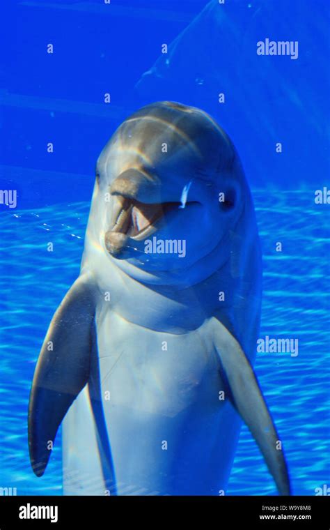 Delphin Stock Photo - Alamy