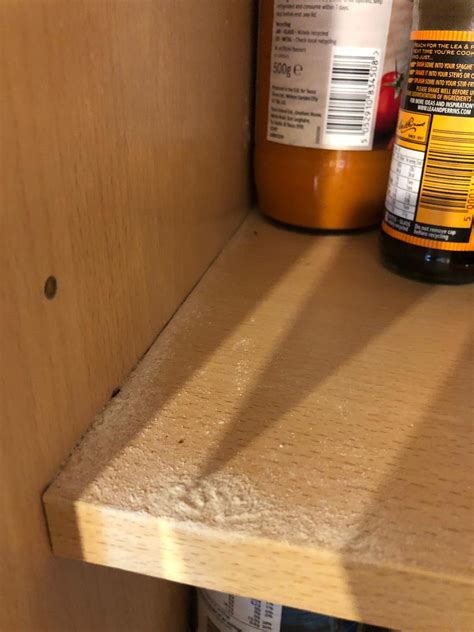 Do Bed Bugs Get In Kitchen Cabinets at Constance Woodford blog