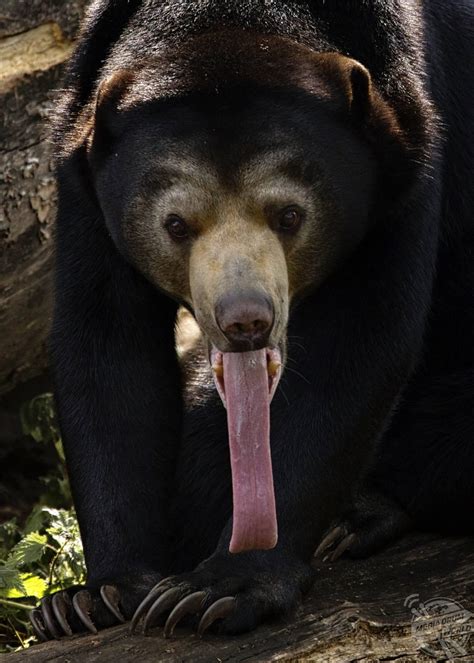 Black Bear Tongue