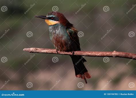 Merops genus stock image. Image of genus, family, habits - 130194785