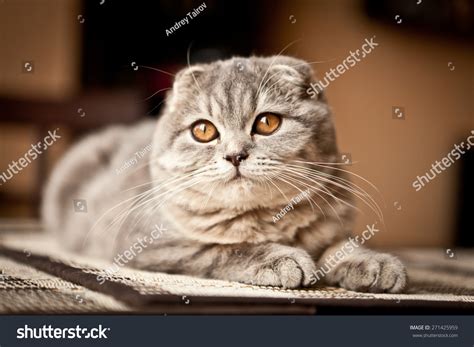 98,760 Scottish cat Images, Stock Photos & Vectors | Shutterstock