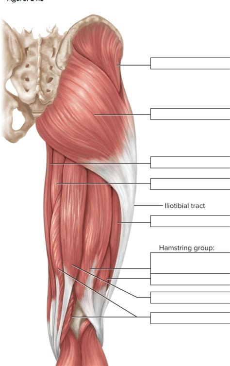 muscles  thigh labeled posterior view cbio  diagram quizlet