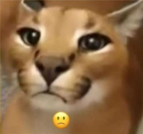 Floppa Meme - Funny Cat Memes
