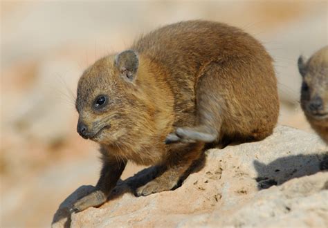 ADW: Procavia capensis: PICTURES