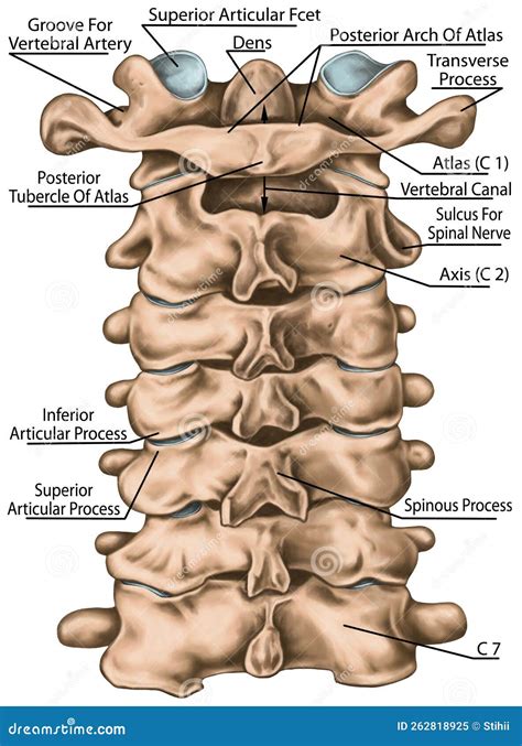 Cervical Spine Diagram
