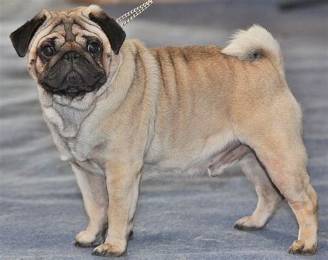 File:Mops oct09 cropped2.jpg - Wikimedia Commons