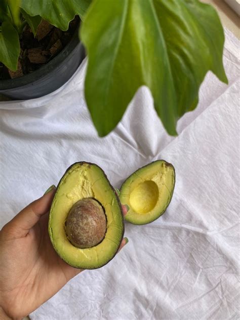 Avo Avo | Avocado, Canning, Fruit